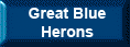 Great Blue Herons