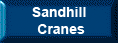 Sandhill Cranes