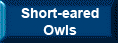 Short Eared Owls