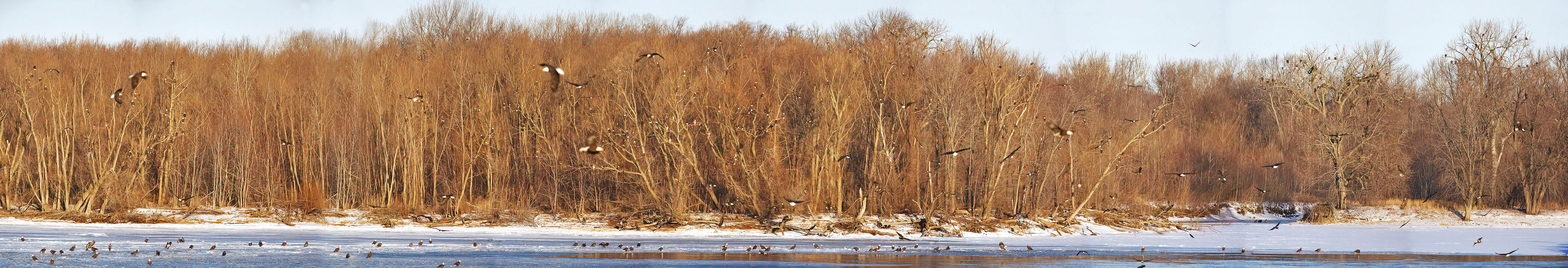 Bald Eagles